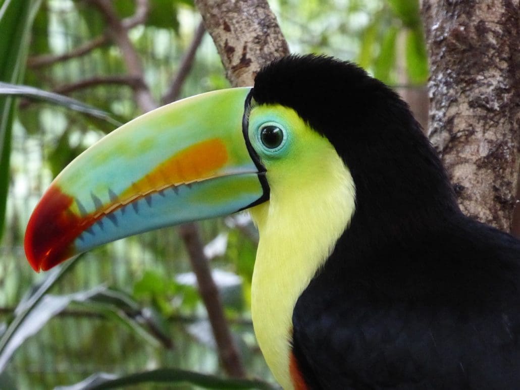 toucan my world lts
